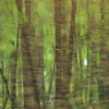 水面の春