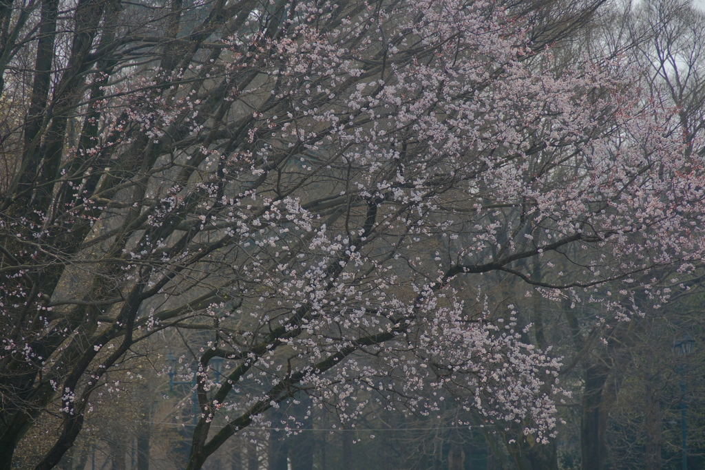 桜咲く