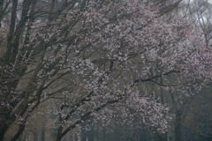 桜咲く