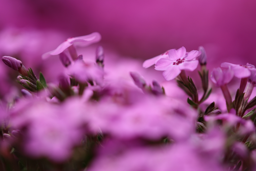 芝桜