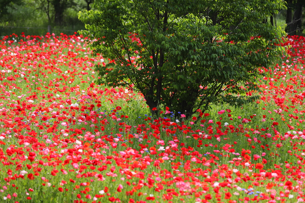 ポピーの花園