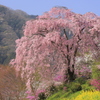 春満開