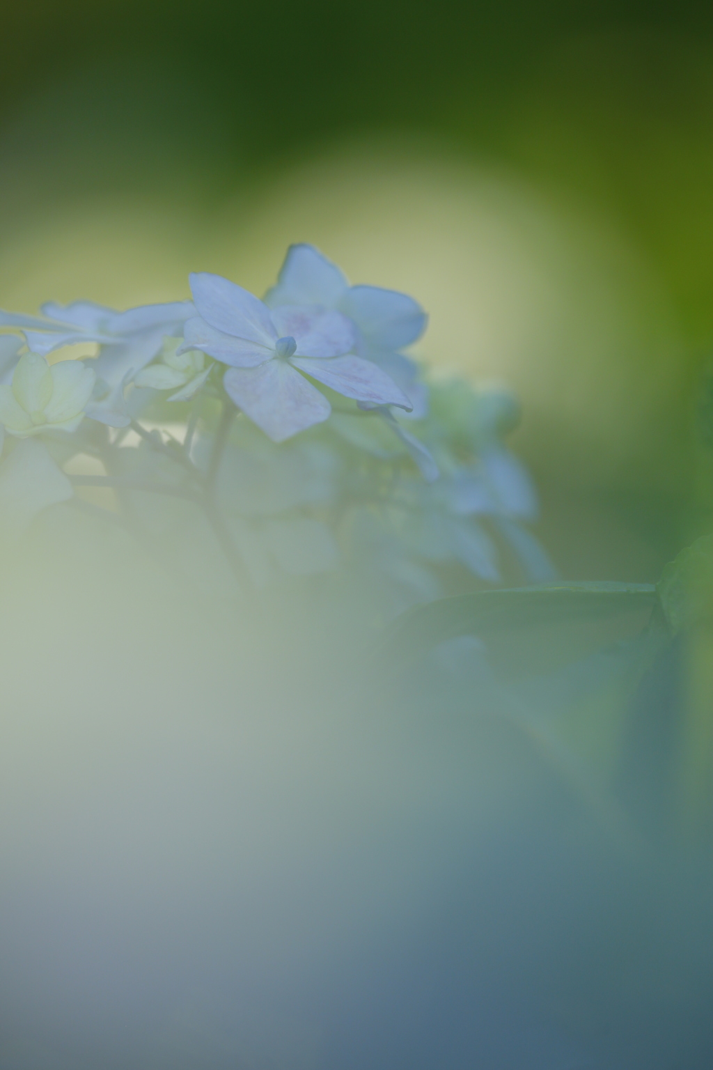 紫陽花