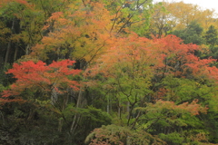 渓谷の秋