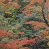 秋の風情