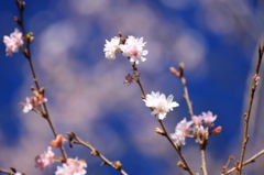 冬桜