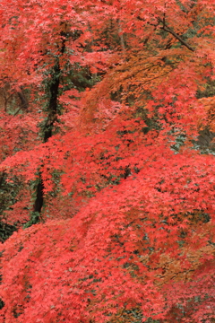 紅葉満載Ⅱ