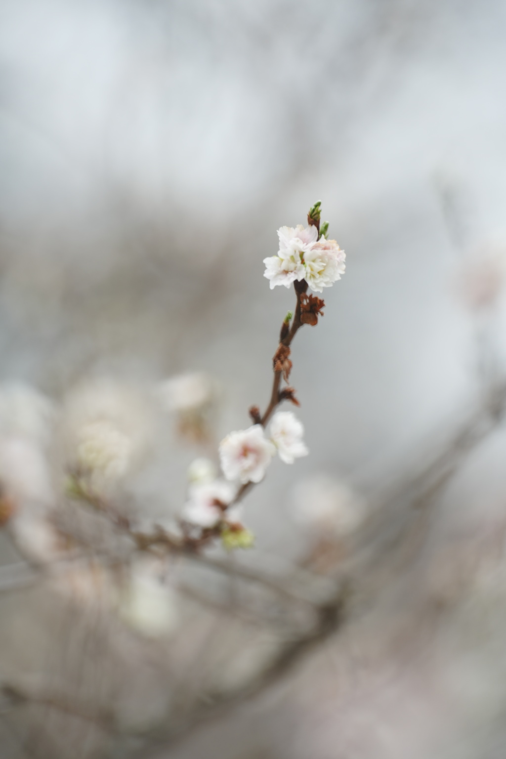 冬の桜Ⅱ