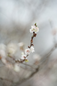 冬の桜Ⅱ