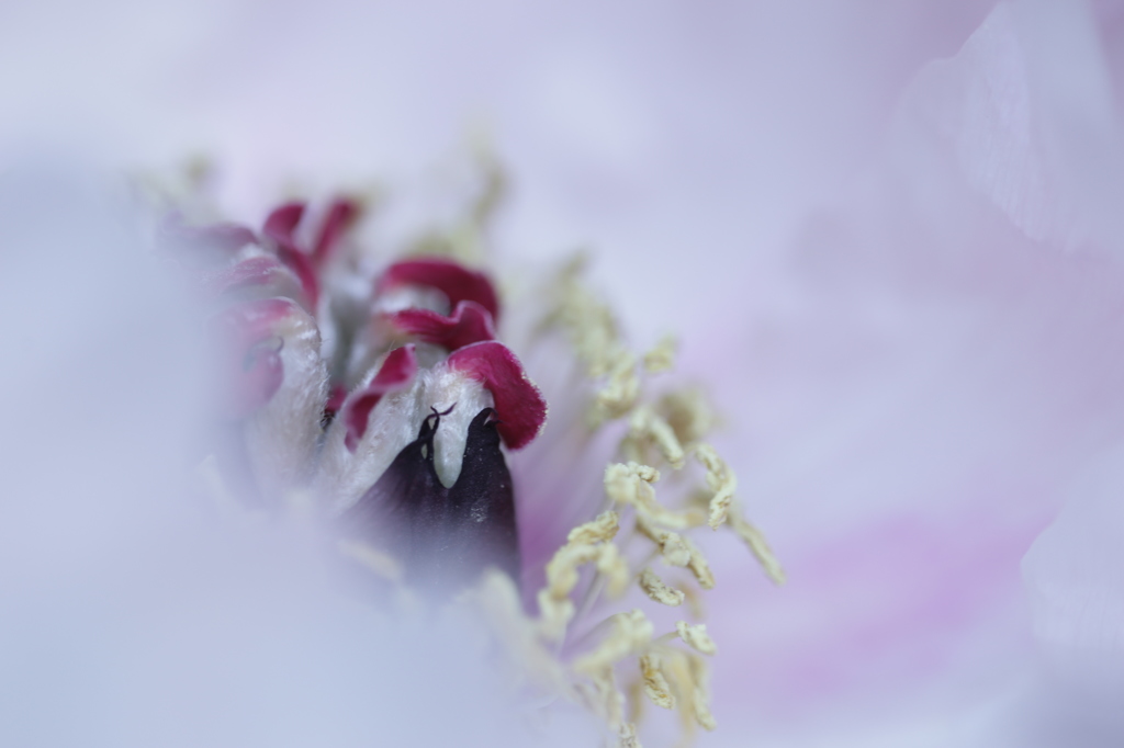 雪中花
