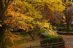 公園紅葉景色