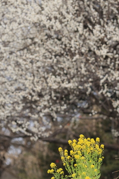 菜の花コラボ