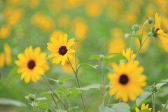 夏の顔