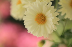 菊