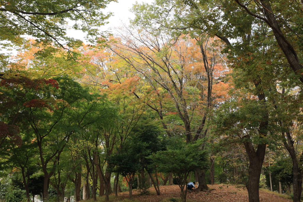身近な紅葉Ⅱ