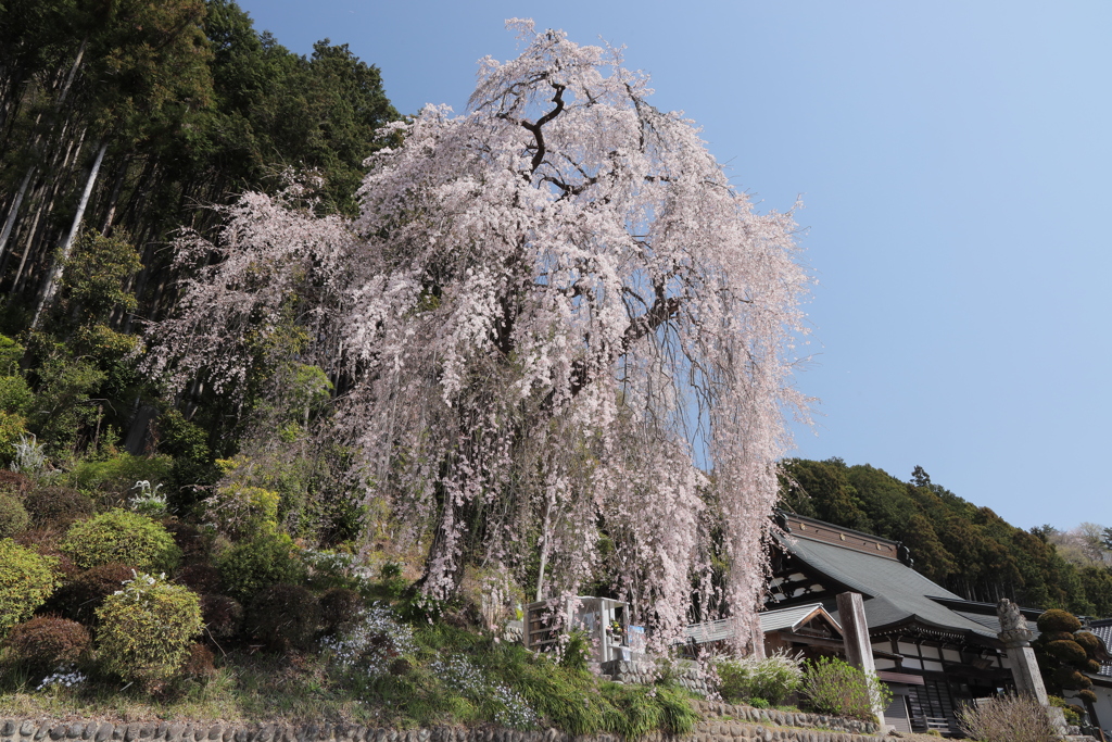 枝垂れ桜