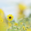 夏花