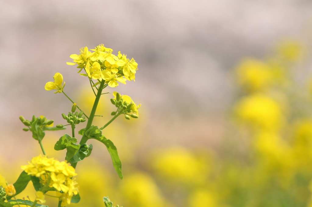 菜の花