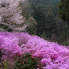 春の饗宴
