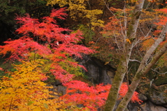 中津峡の秋Ⅱ