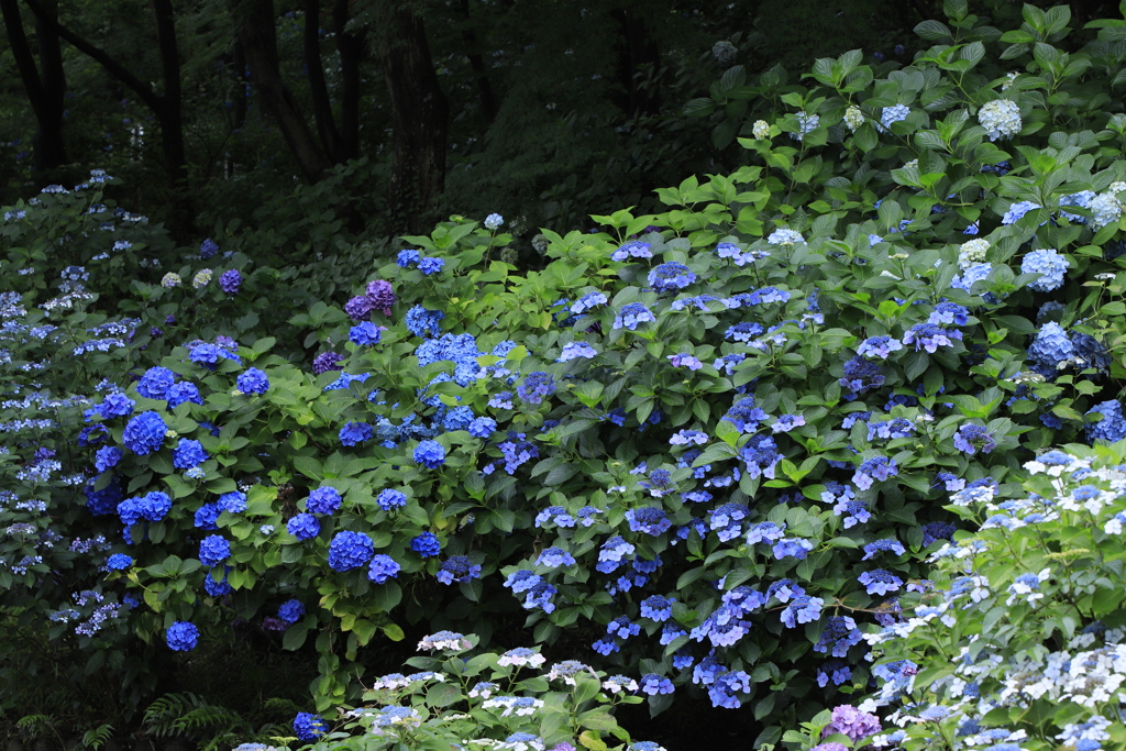 紫陽花