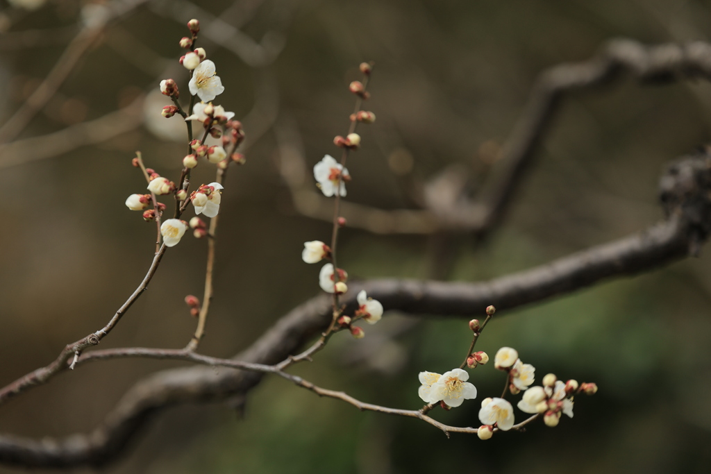 寒梅 by 風花の街 (ID:13369857) - 写真共有サイト:PHOTOHITO