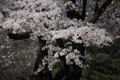 春盛り