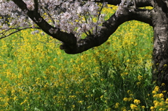 さくら堤公園