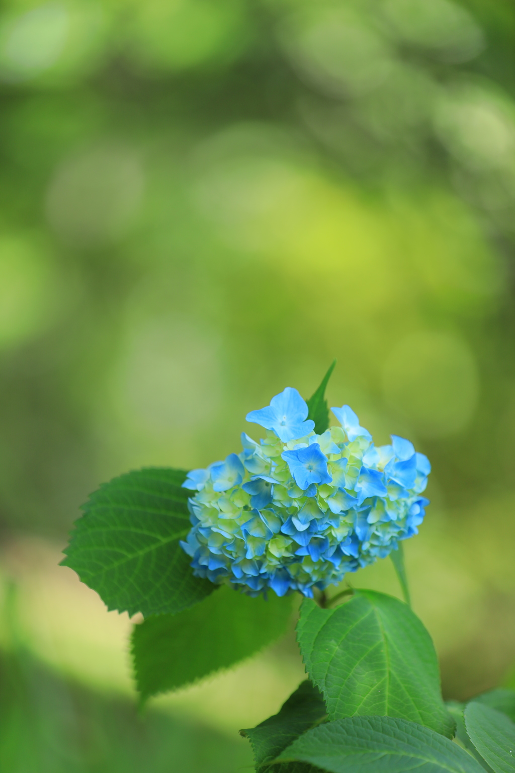 梅雨花