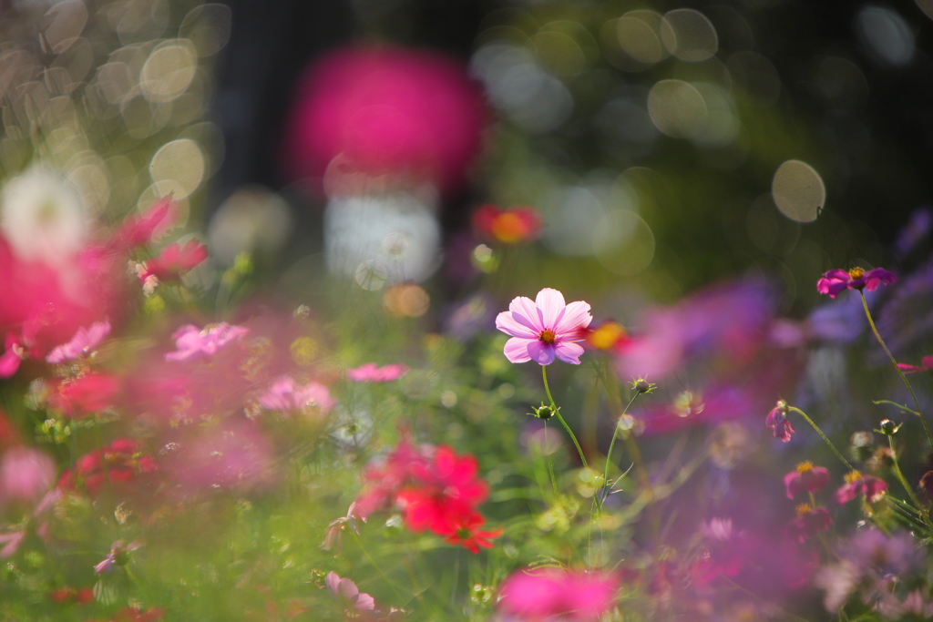 秋桜の宴