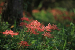 花園
