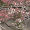 観梅