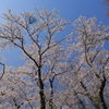 花見Ⅵ