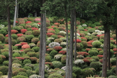 ツツジ寺院