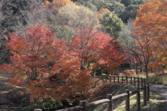 秋を愛でるⅡ