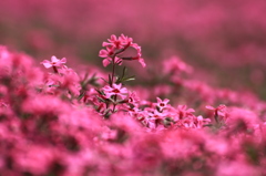 失楽「芝桜」