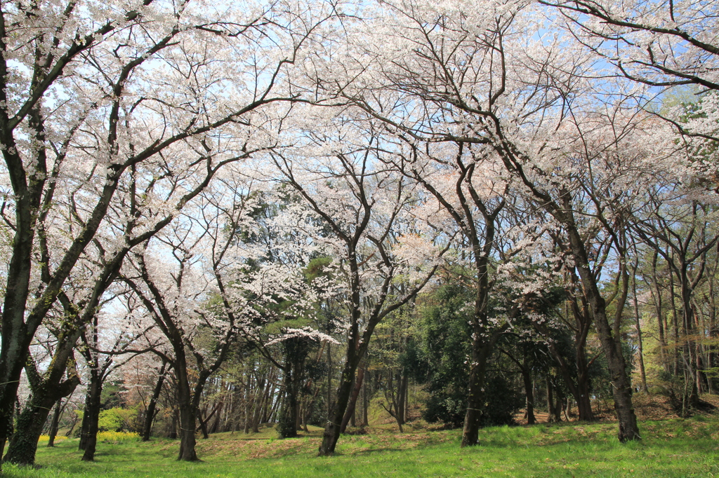 遠山の金さん前の桜！