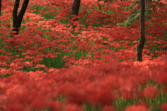 秋の花園