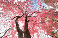 見上げたら