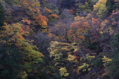 丸神の滝の紅葉