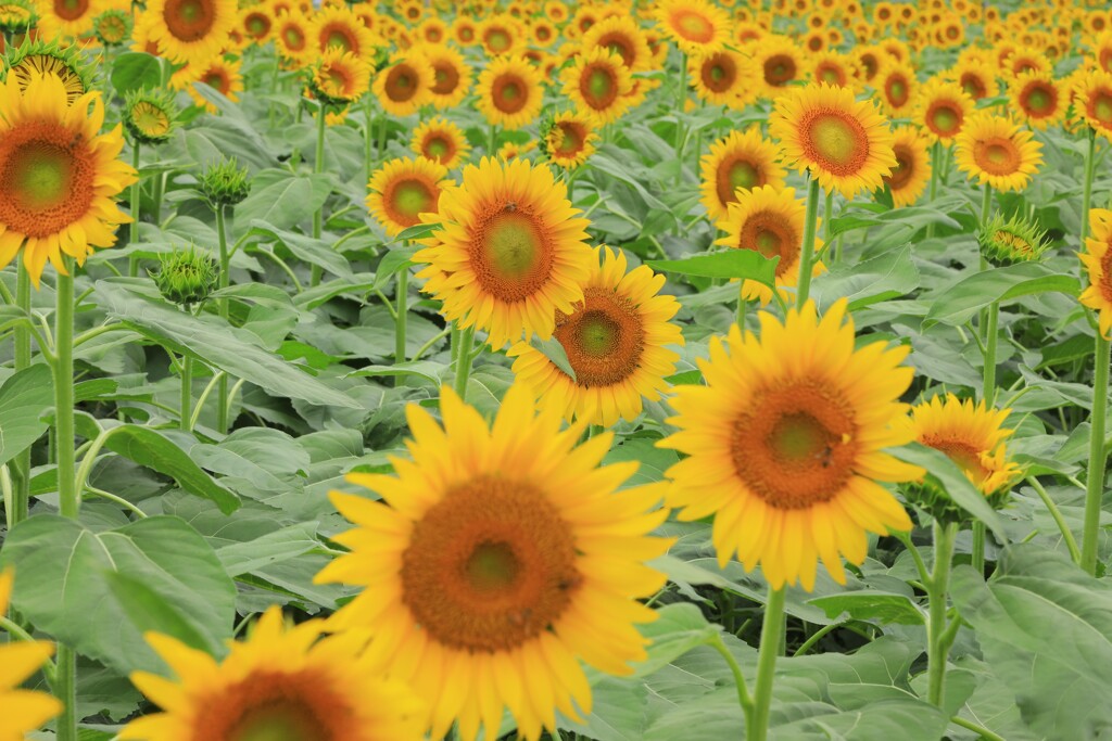 夏の顔