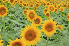 夏の顔