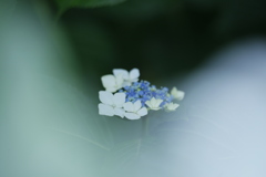 隙間から、こんにちは・・・