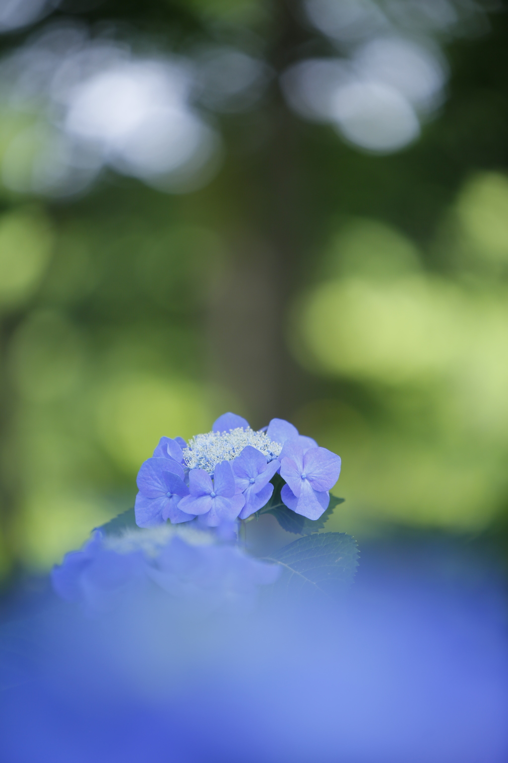 紫陽花