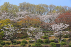 里山叙情