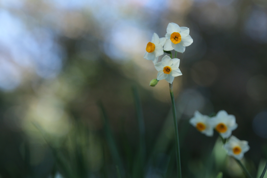 ニホンスイセン