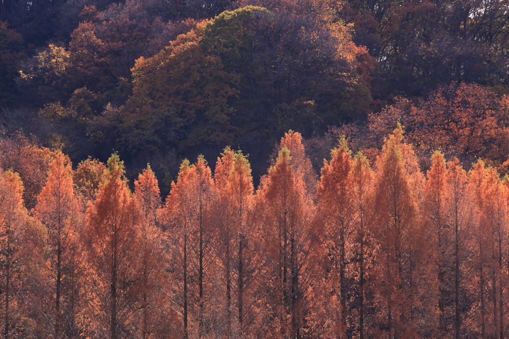 公園紅葉景色