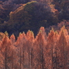 公園紅葉景色