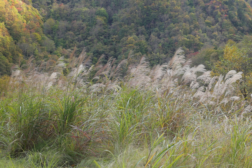 雁坂大橋付近の紅葉　黄葉