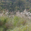 雁坂大橋付近の紅葉　黄葉